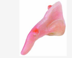 ACCESS: Nose, Witch